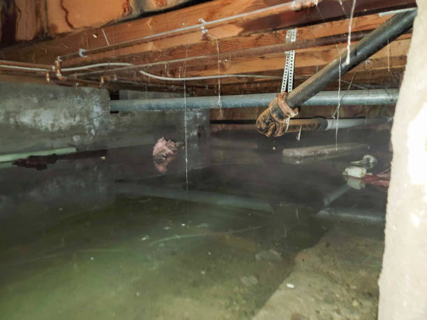 Best Professional water damage repair  in Sublette, KS